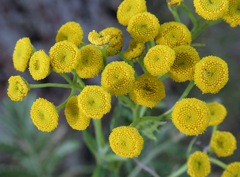 Image of Tanacetum vulgare specimen.