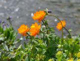 Trollius asiaticus