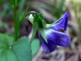 Viola ruppii