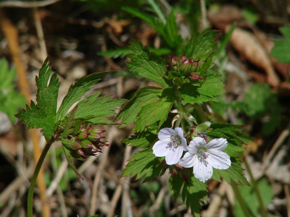 Image of Geranium krylovii specimen.