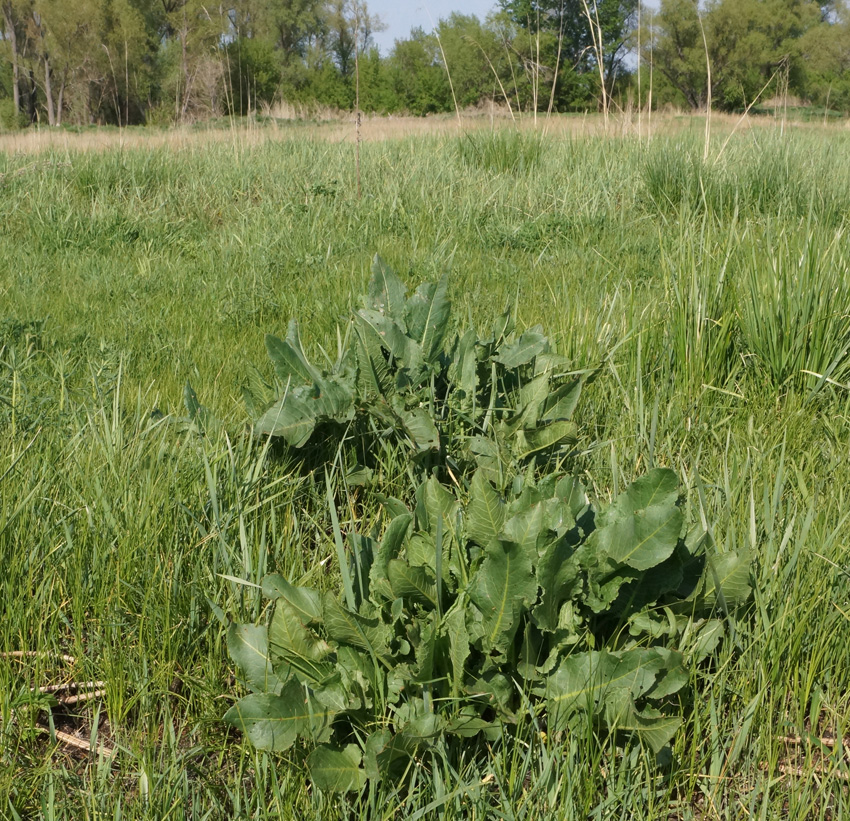 Image of Rumex confertus specimen.