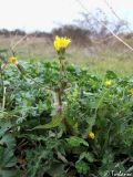 Sonchus oleraceus