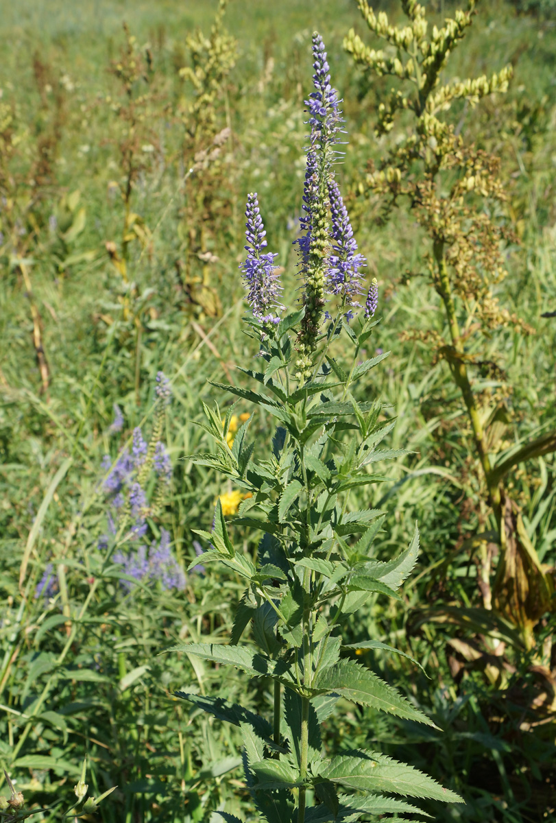 Изображение особи Veronica longifolia.