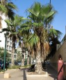 Washingtonia robusta