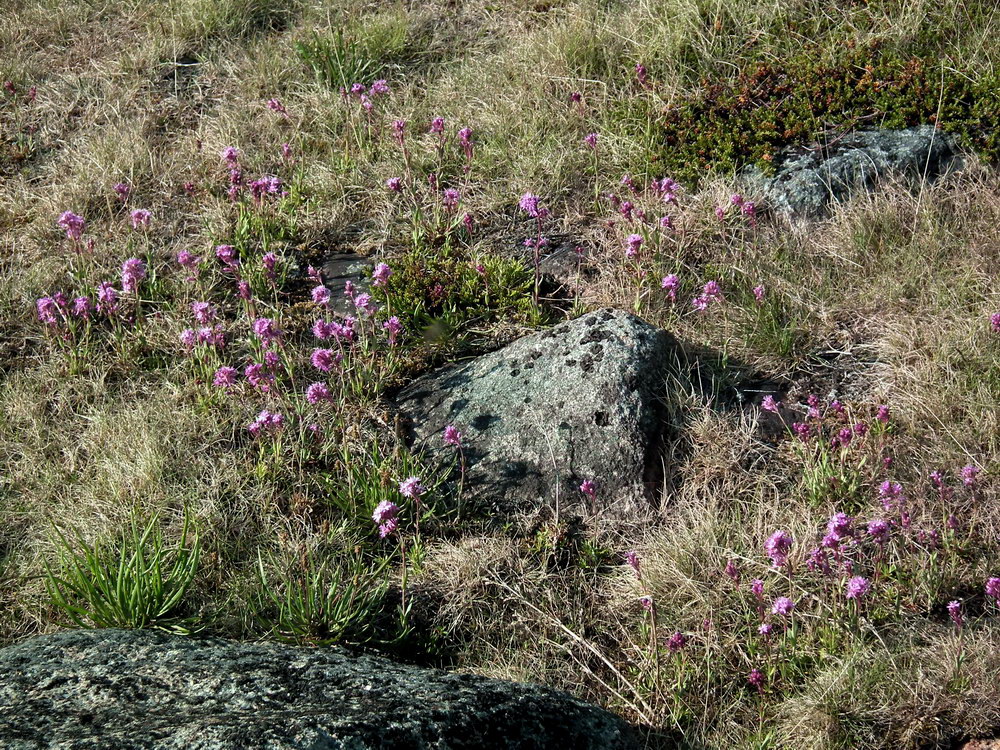 Image of Viscaria alpina specimen.