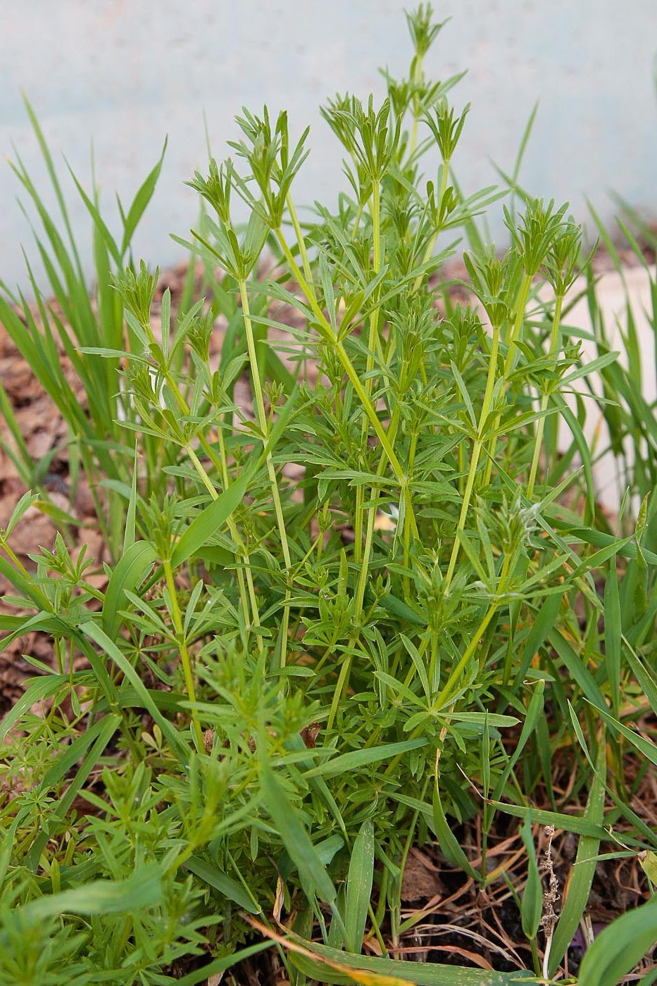 Изображение особи Galium aparine.