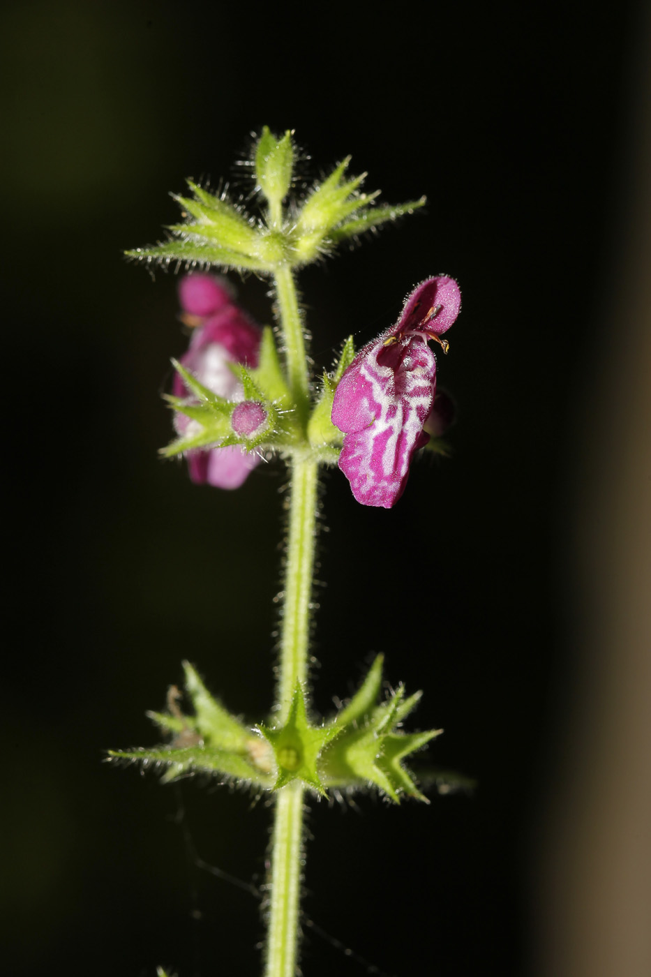 Image of Stachys sylvatica specimen.