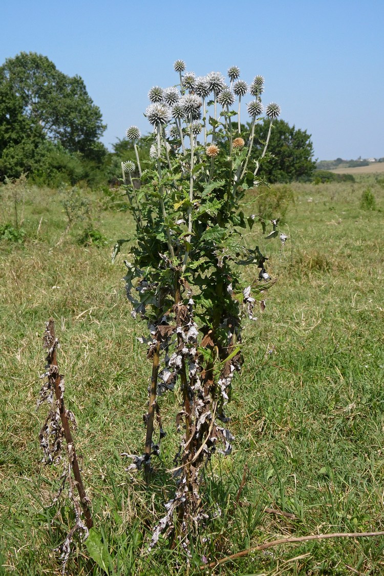 Image of Echinops sphaerocephalus specimen.