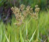 Filipendula ulmaria