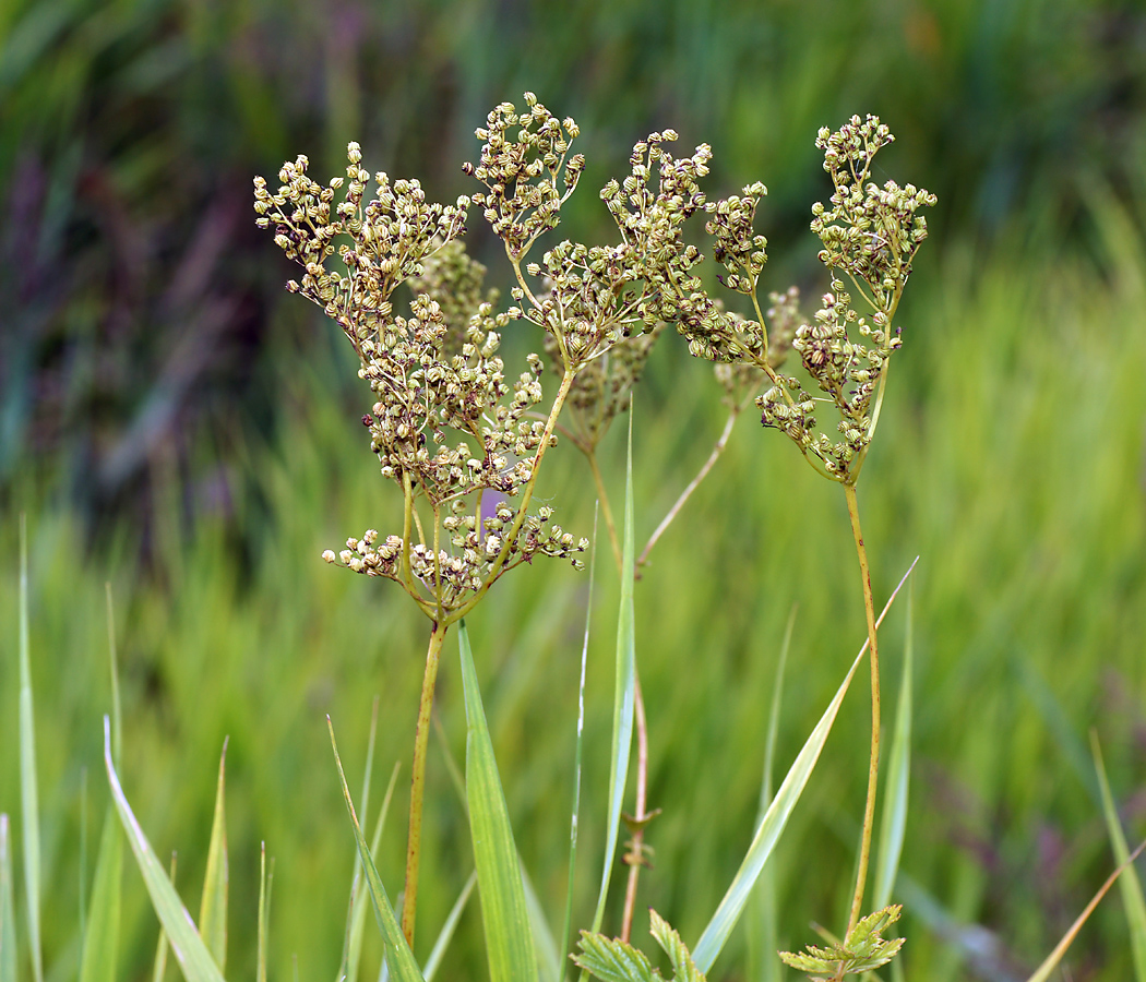 Изображение особи Filipendula ulmaria.