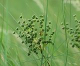 Filipendula vulgaris. Соцветие при зреющих плодах. Алтайский край, Благовещенский р-н; Центральная Кулунда, урочище \"Ракиты\" - между оз. Большая Плотава и оз. Селитряное, к востоку от оз. Кучукское; солонцеватый осоково-разнотравный луг в мезопонижении. 28 июня 2016 г.