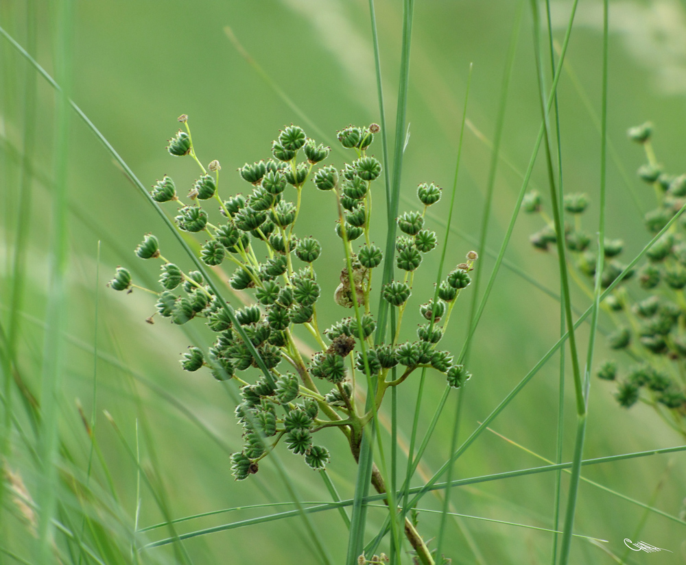 Изображение особи Filipendula vulgaris.