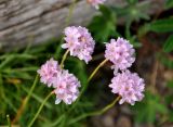 Armeria maritima