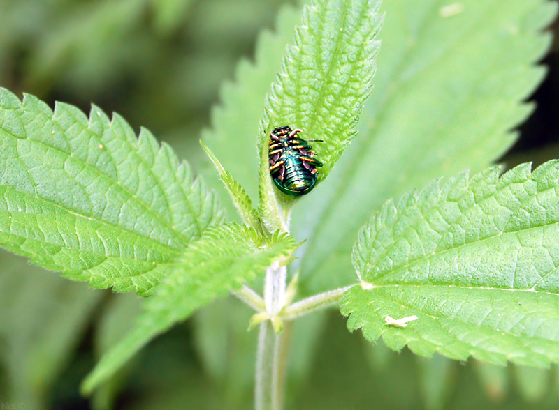 Image of Urtica dioica specimen.