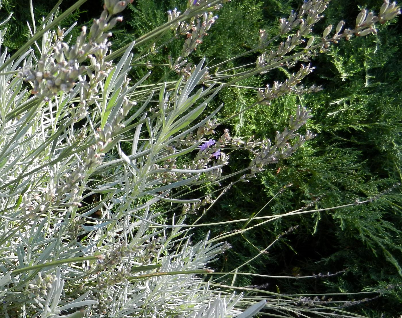 Изображение особи Lavandula angustifolia.