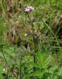 Cardamine macrophylla. Верхушка расцветающего растения. Иркутская обл., Шелеховский р-н, окр. с. Шаманка, опушка леса. 11.06.2016.