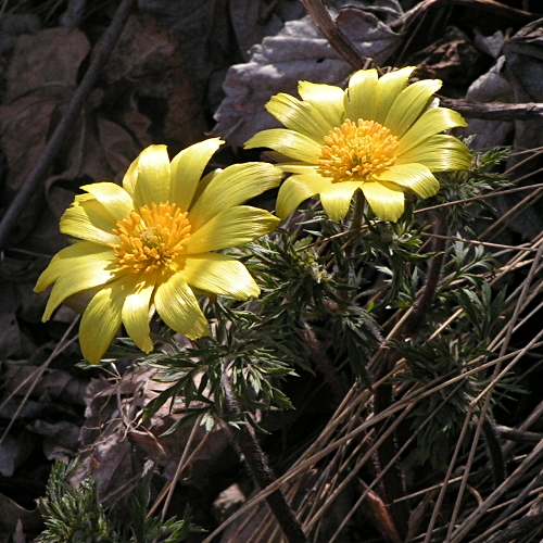 Image of Adonis villosa specimen.