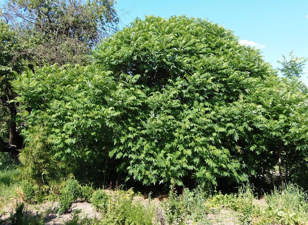 Image of Rhus typhina specimen.