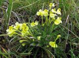 Pedicularis longiflora. Цветущее растение. Республика Тува, Монгун-Тайгинский кожуун, горный массив Монгун-Тайга, влажное понижение на водоразделе рек Холаш и Булуктуг-Кара-Су. 20.07.2016.