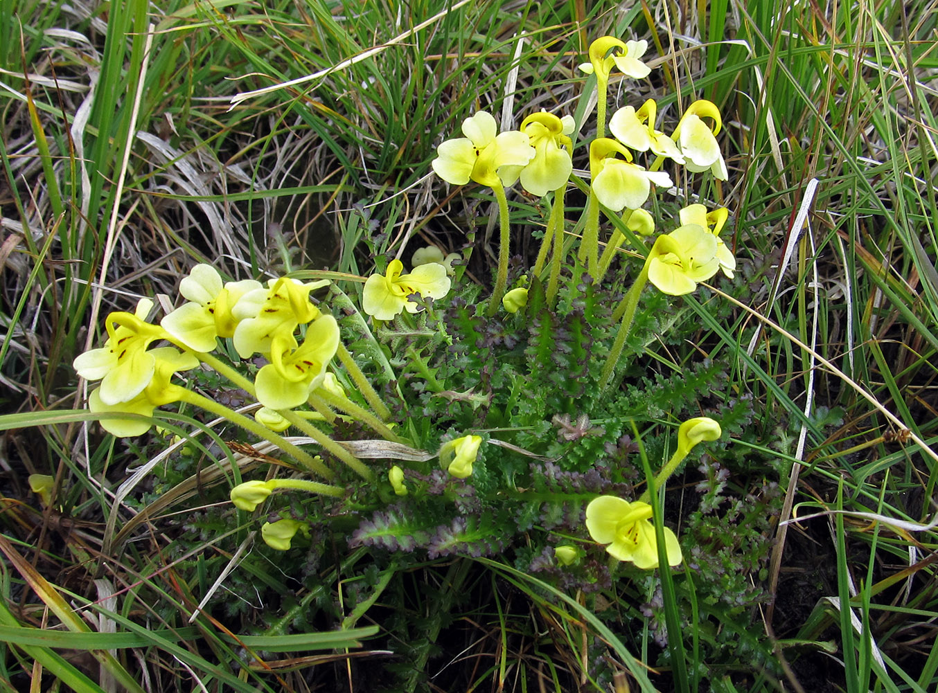 Image of Pedicularis longiflora specimen.