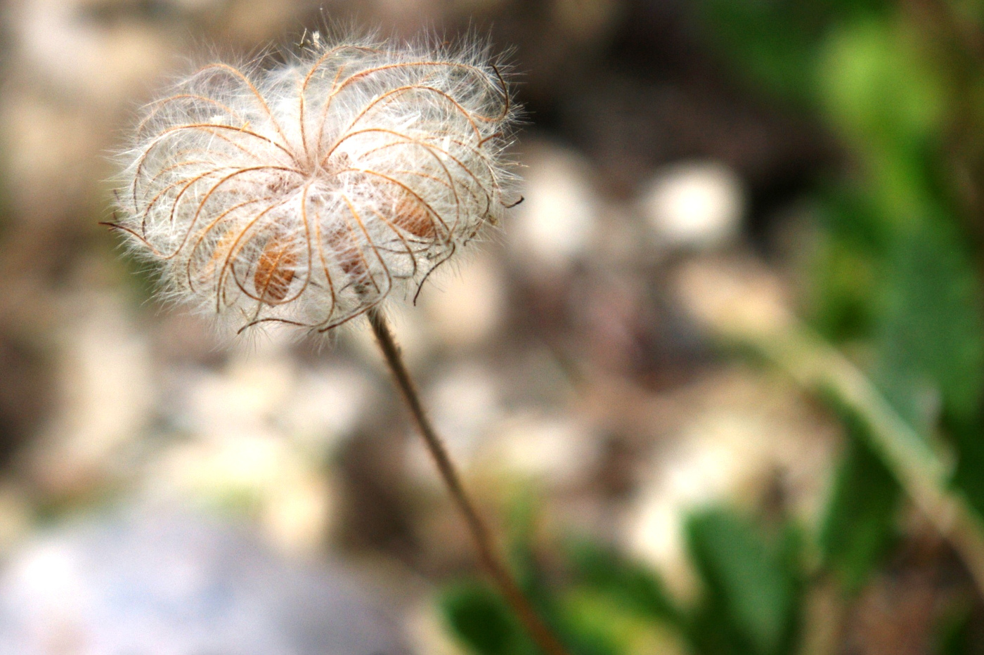 Изображение особи Dryas octopetala.