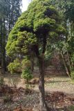 View full-size image Picea glauca