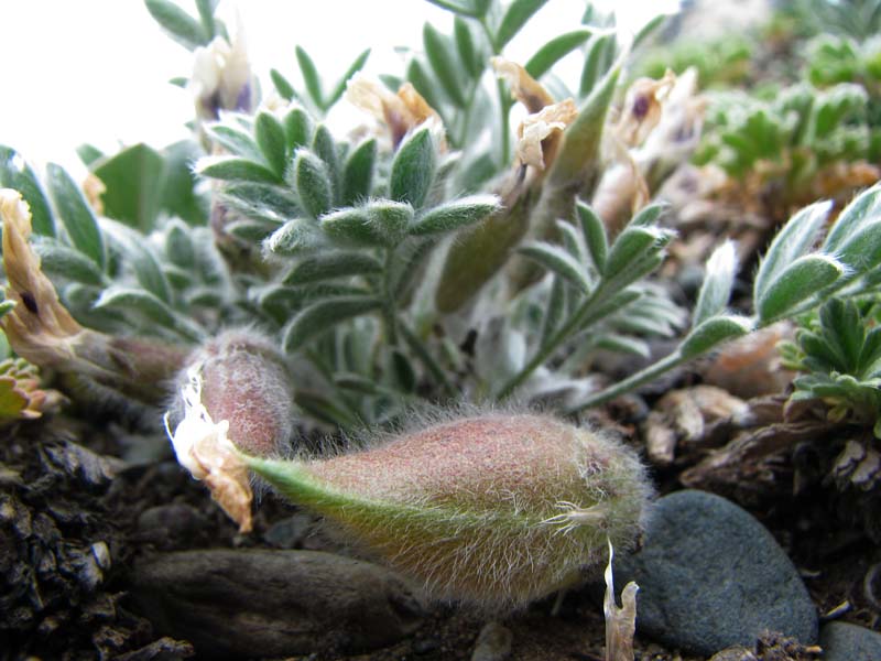 Изображение особи Oxytropis malacophylla.