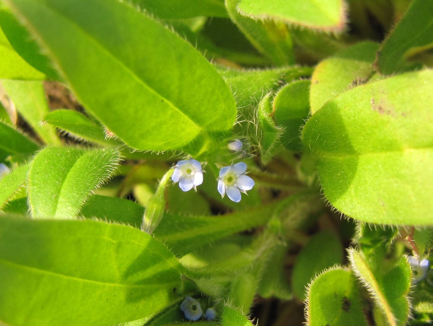 Image of Myosotis sparsiflora specimen.