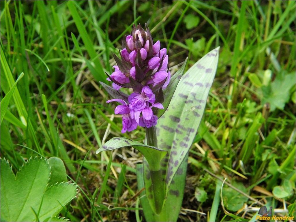 Изображение особи Dactylorhiza majalis.