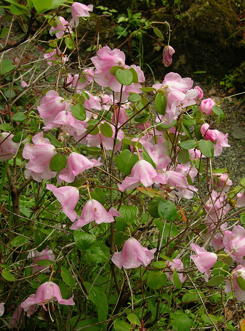 Изображение особи Rhododendron williamsianum.