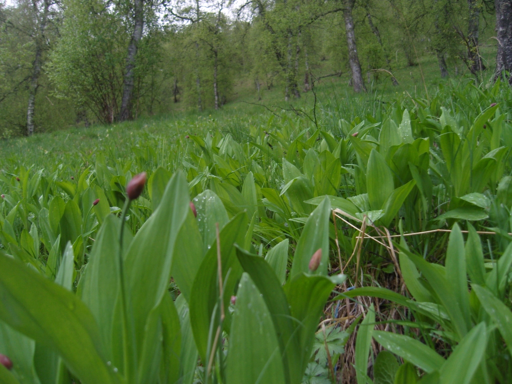 Изображение особи Allium victorialis.