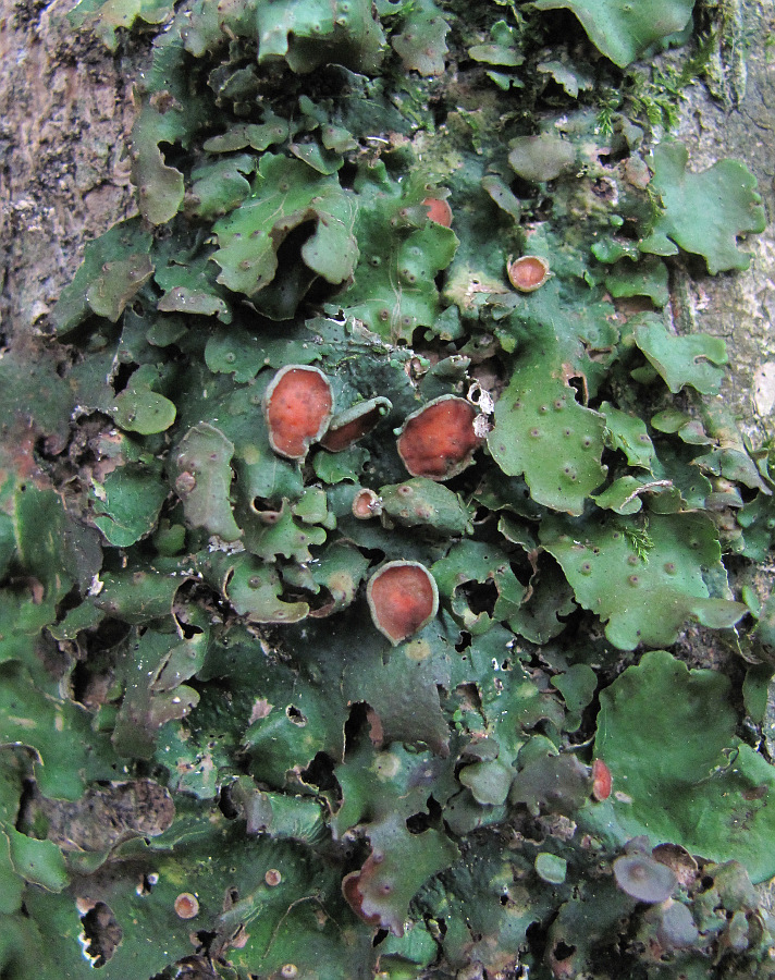 Image of Lobaria virens specimen.