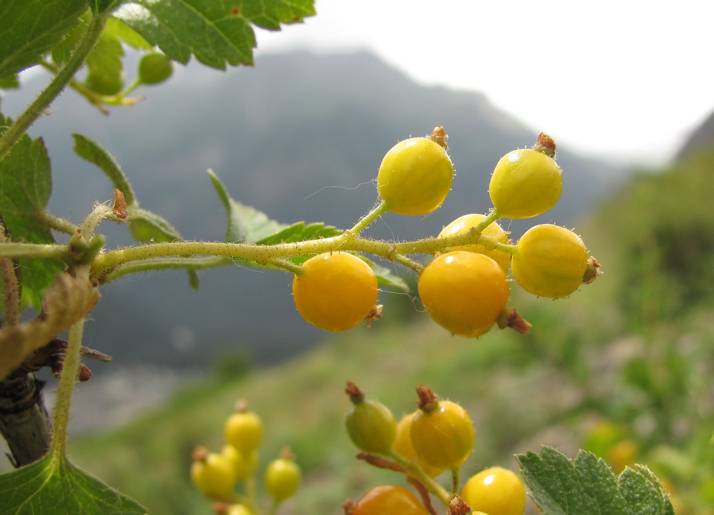 Image of Ribes orientale specimen.