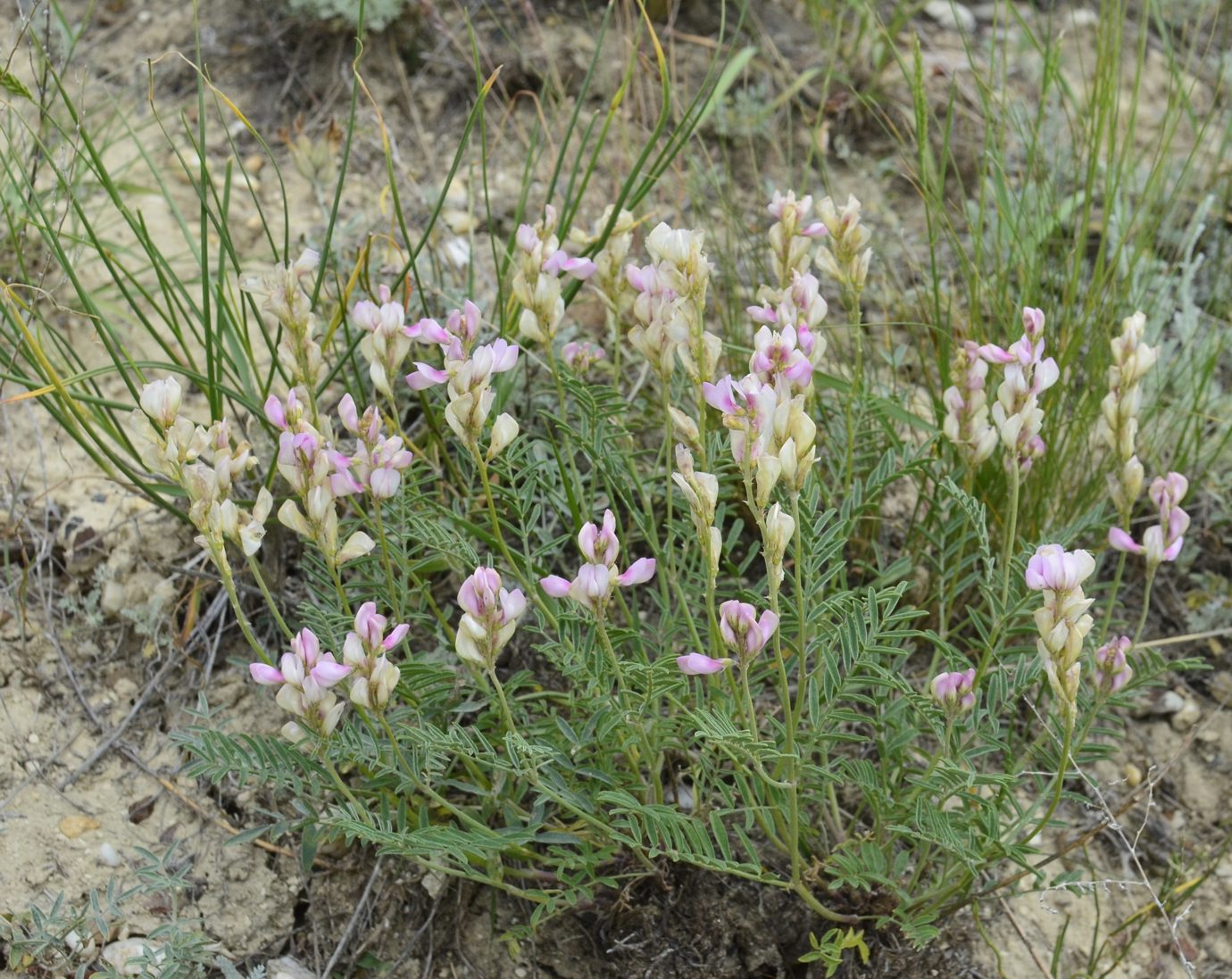 Image of Hedysarum razoumowianum specimen.