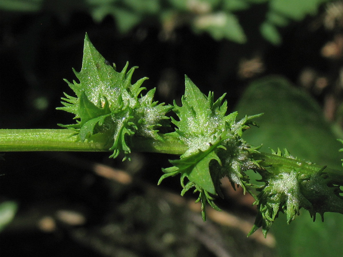 Изображение особи Atriplex calotheca.