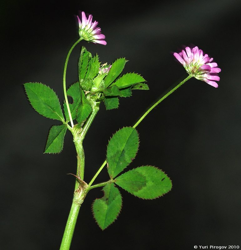 Изображение особи Trifolium resupinatum.