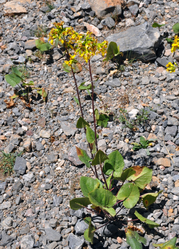 Изображение особи Ligularia thomsonii.