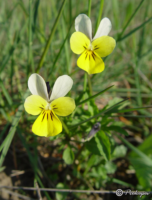 Image of Viola tricolor ssp. alpestris specimen.