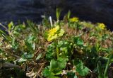 Chrysosplenium sibiricum