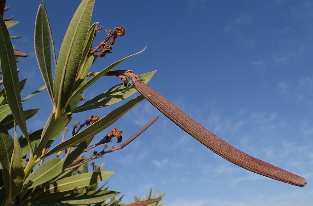 Image of Nerium oleander specimen.