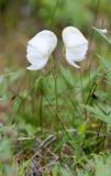 Aconitum delphiniifolium. Верхушка цветущего растения (белоцветковая форма). Чукотка, побережье бухты Провидения, тундра. 30.07.2014.