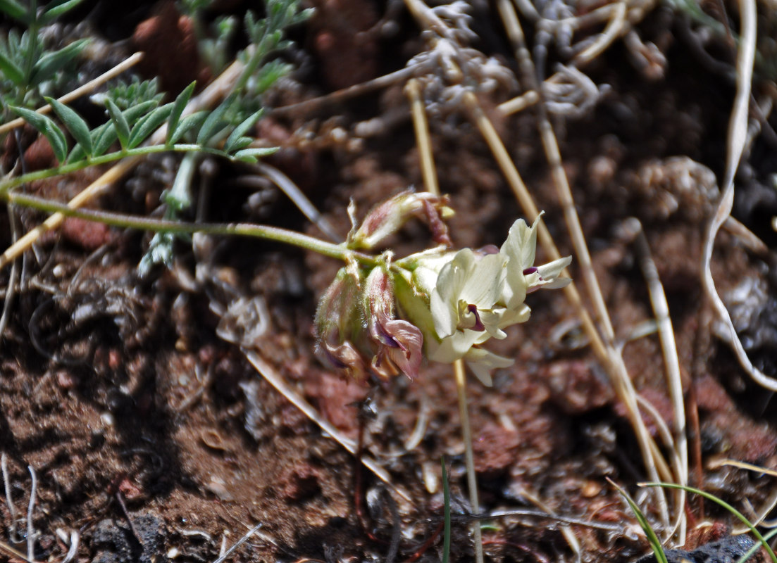 Изображение особи Astragalus vaginatus.
