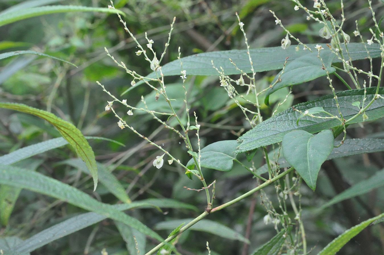 Изображение особи Fallopia multiflora.