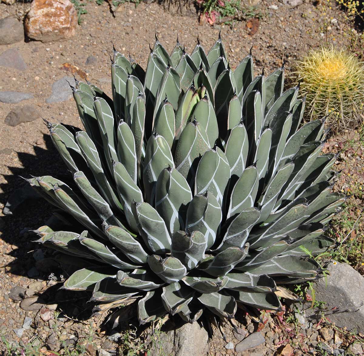 Image of Agave victoriae-reginae specimen.