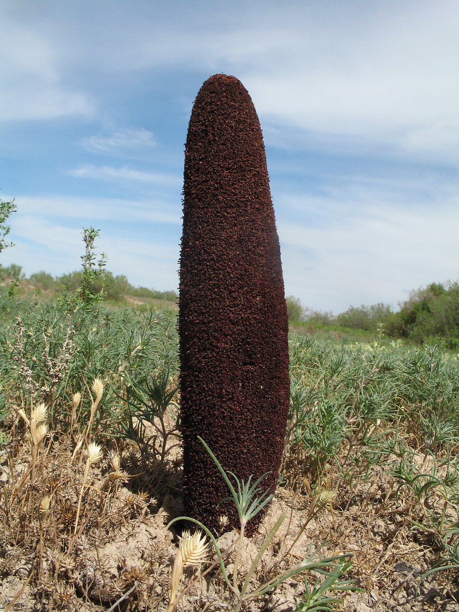 Image of Cynomorium songaricum specimen.