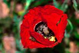 Papaver umbonatum. Цветок с притаившейся мухой. Израиль, г. Бат-Ям, на пустыре. 06.04.2018.