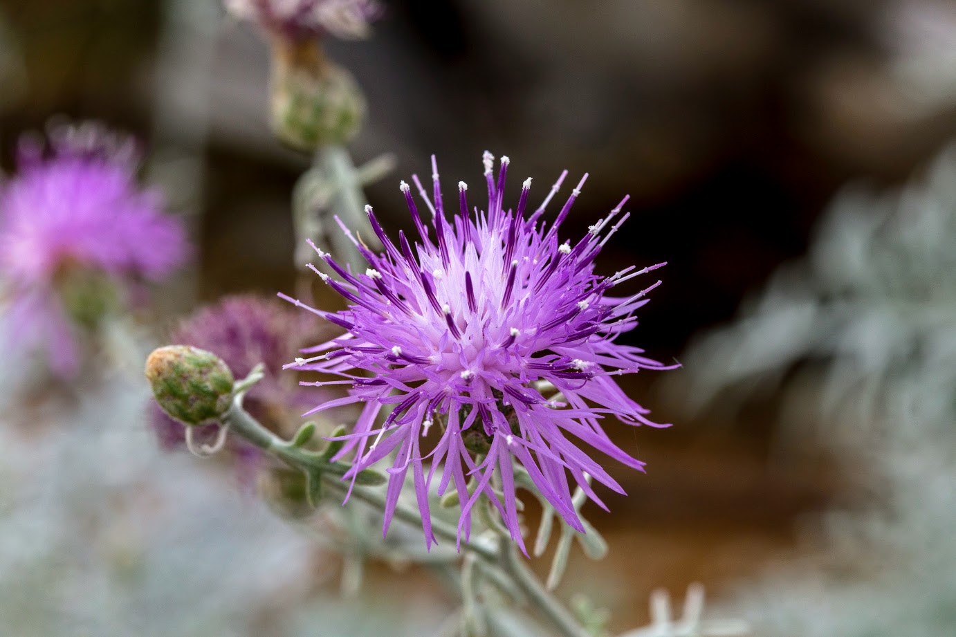 Изображение особи Centaurea gymnocarpa.