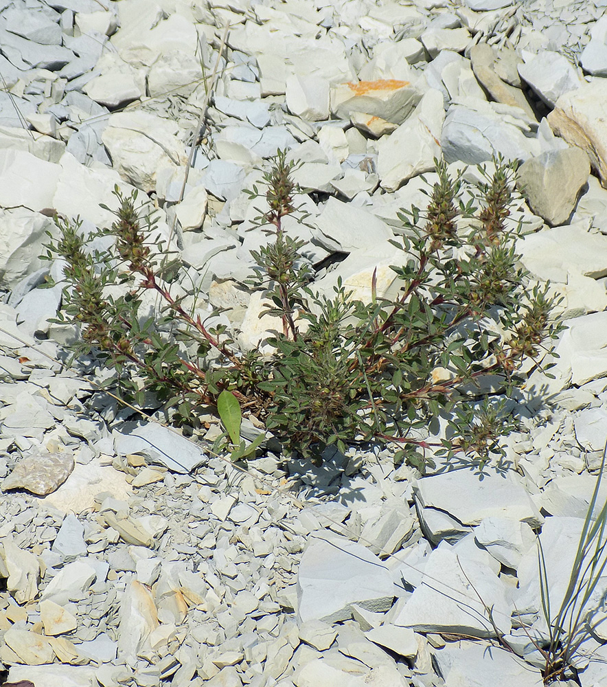 Image of Ononis pusilla specimen.