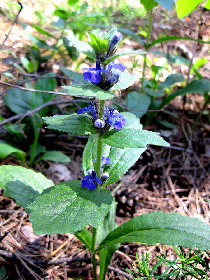 Изображение особи Ajuga genevensis.