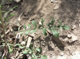 genus Centaurea. Прикорневой лист. Дагестан, окр. с. Талги, каменистое место. 15.05.2018.